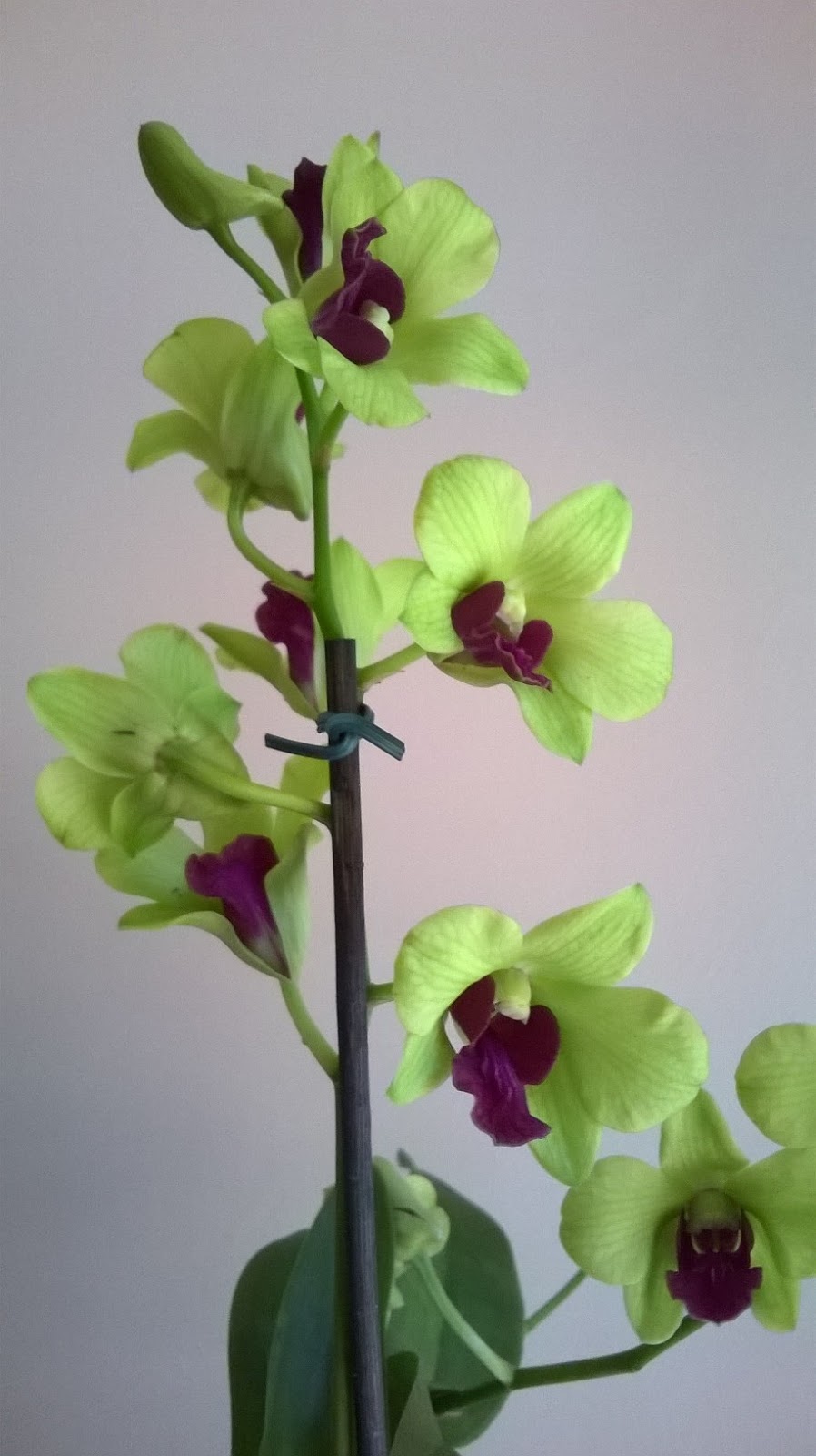 em milímetros: Dendrobium Burana Greenstar