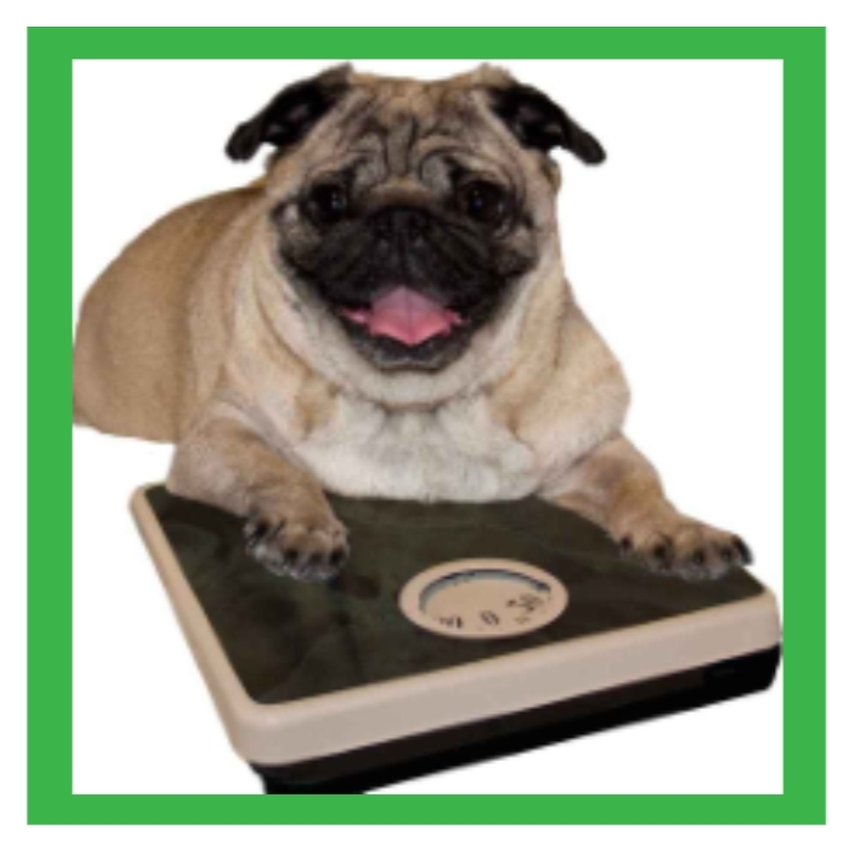 TrimDog Dog Weight Loss, What Should you be Doing?