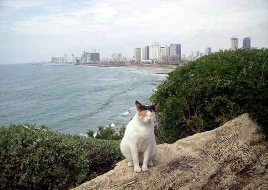Tel Aviv Israel cat