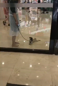 VuJBPUO.gif