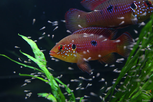 Hemichromis lifalili(sp.moanda)