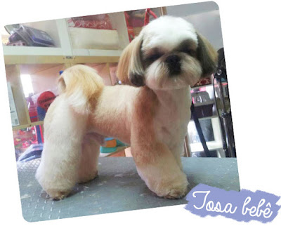 Tipos de tosa para shih tzu