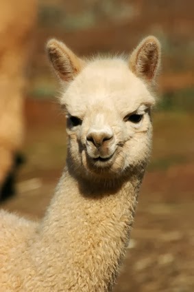 16+ Llama Vs Alpaca Ears