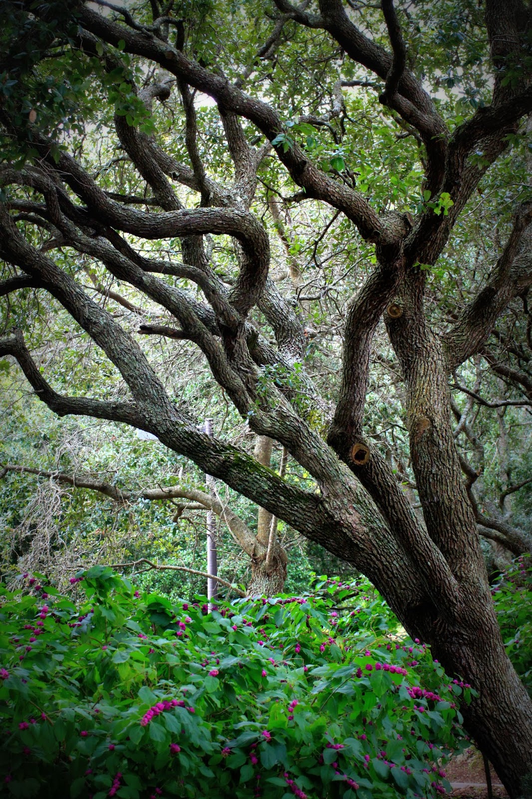 A Tail of Two Cardis The Trees of Myrtle Beach