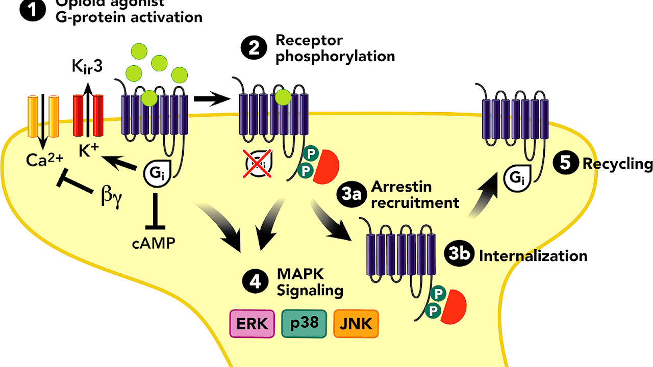 Immunoglobulin light chain Protein Protein Choices
