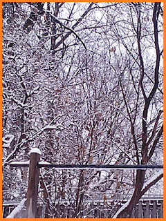 Trees and fence covered in snow.