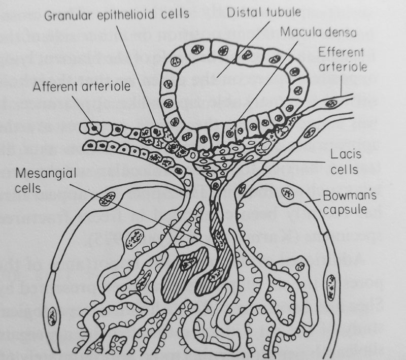 juxtaglomerular apparatus