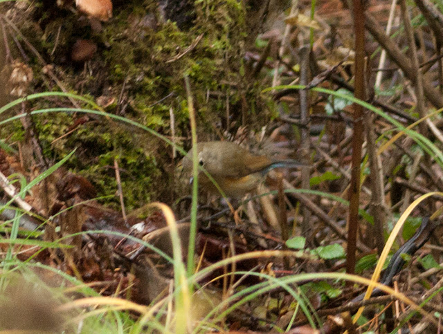 Red-flanked Bluetail - Norfolk