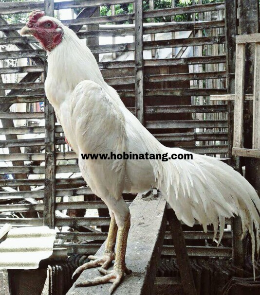 Warna Ayam Pamangon Wido Yang Bagus / Your Seo Optimized ...