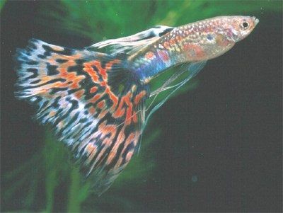 Gambar Ikan Guppy Mosaic - Old Fashion Red Mosaic Ribbon
