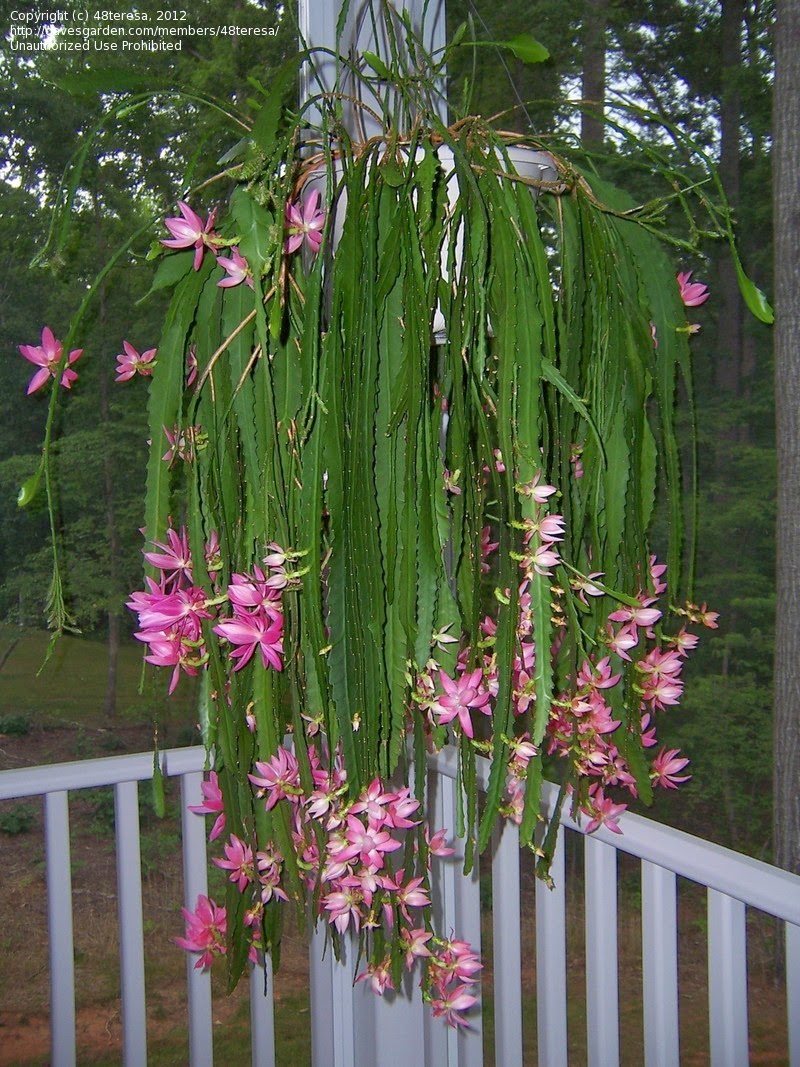 Cacto Orquidea - Epiphyllum phyllanthus