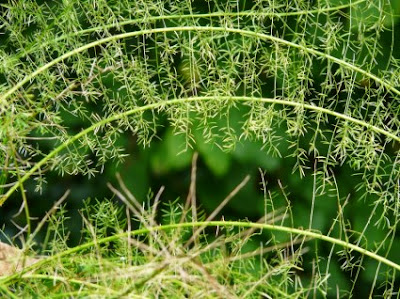Σπαράγγια: σπορά φύτεμα καλλιέργεια