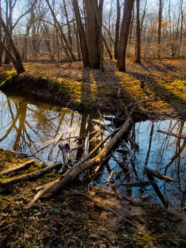 Logjam Bridge Across Stream