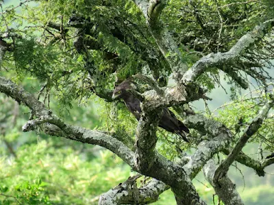 long-crested eagle in Mburo National Park in Uganda