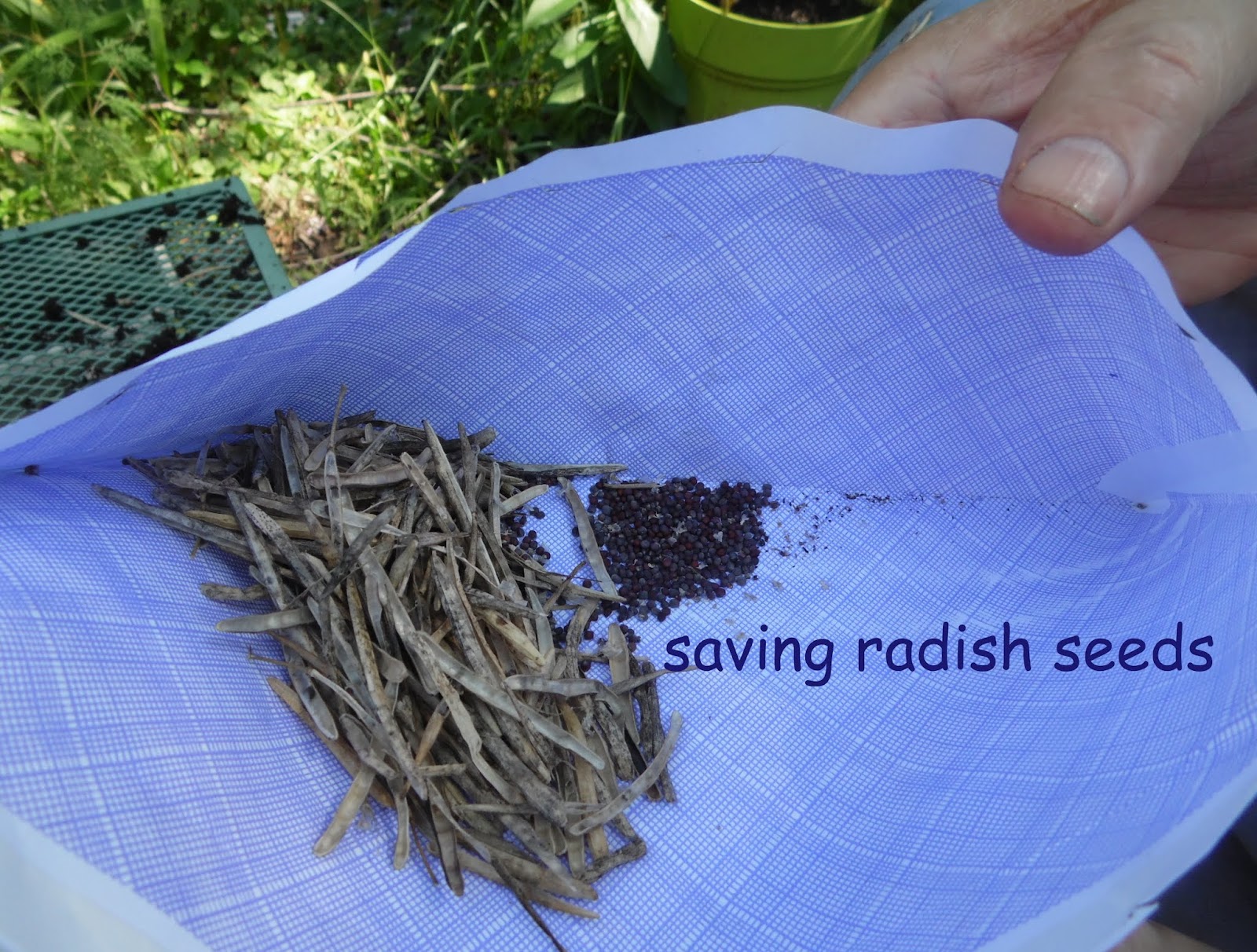 Paintersgarden Saving Radish Seed