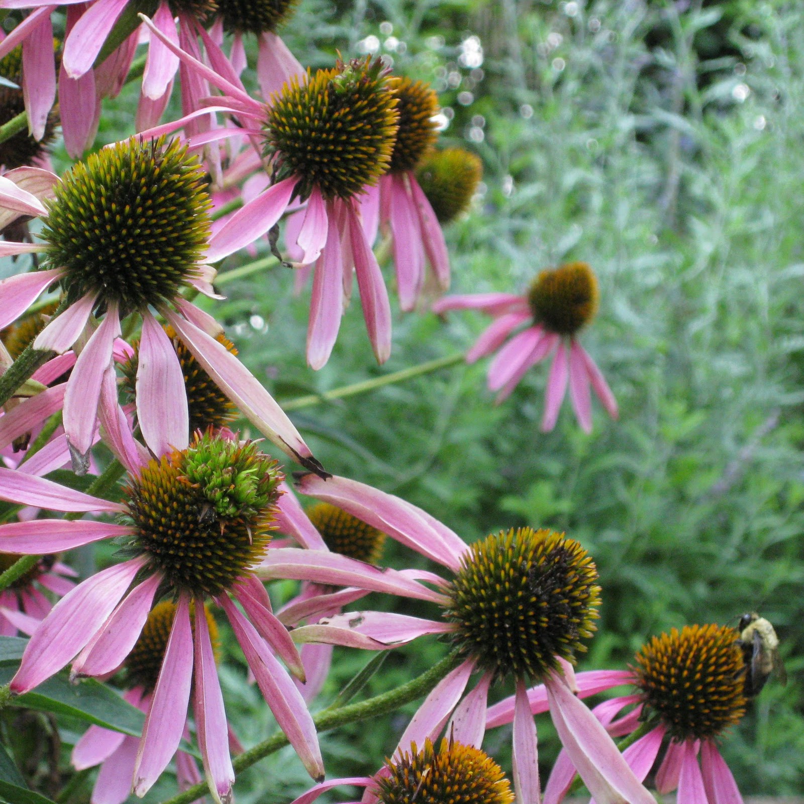 Marsha's Garden Blog Cone Flowers 2009 to 2011...