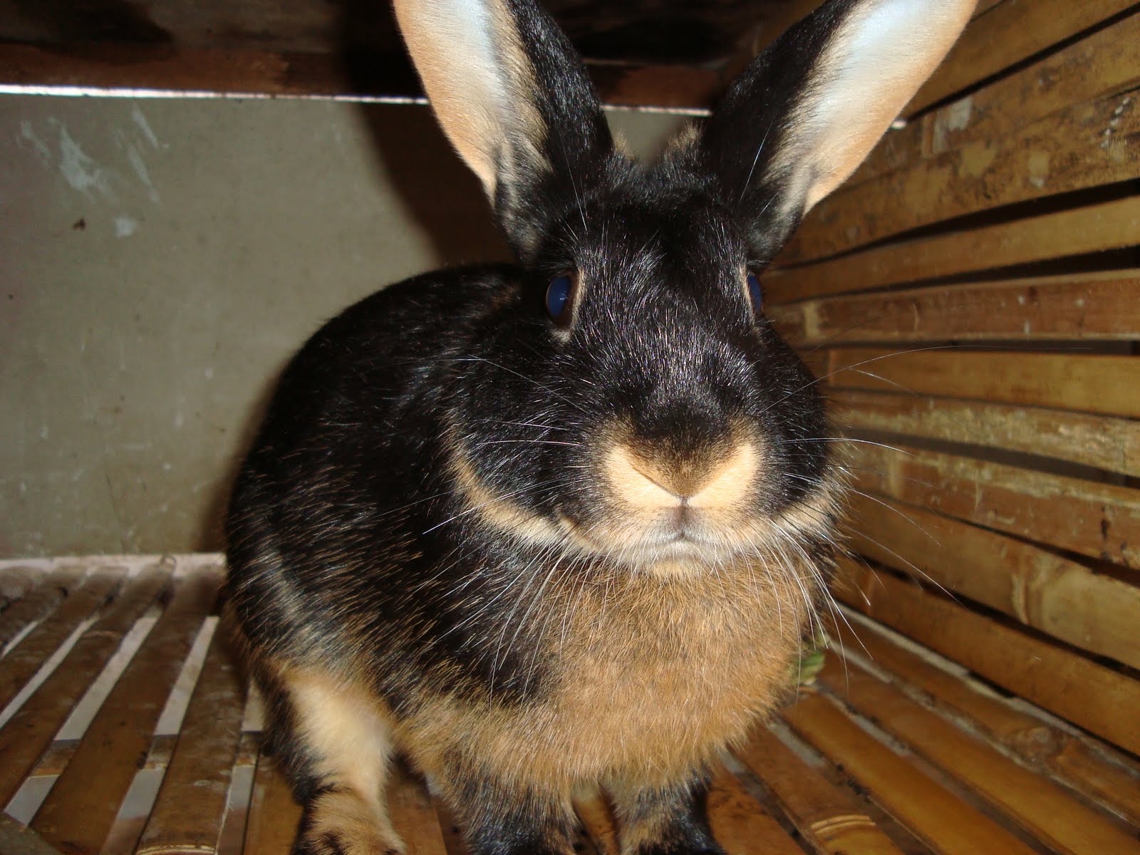 Mengenal Jenis Kelinci Tan: Sang Aristocrat of The Fancy