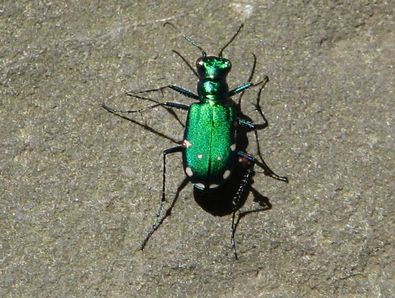 backyard critter watch Metallic Green Beetles in NY