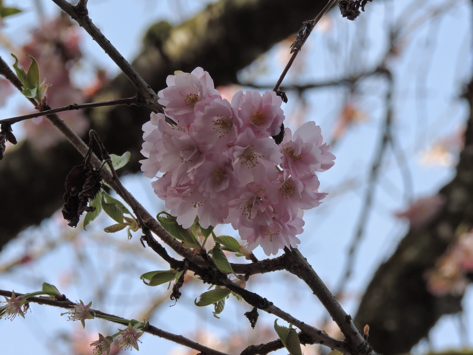 Какие деревья цветут в апреле. Апрель цветение. Урал цветение апрель. Какие деревья зацветают в апреле.