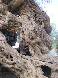 Monumental Olive Tree, Vouves, Crete, May 2016
