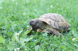 Willst du meinem Blog folgen? Klick auf meine Schildkröte!