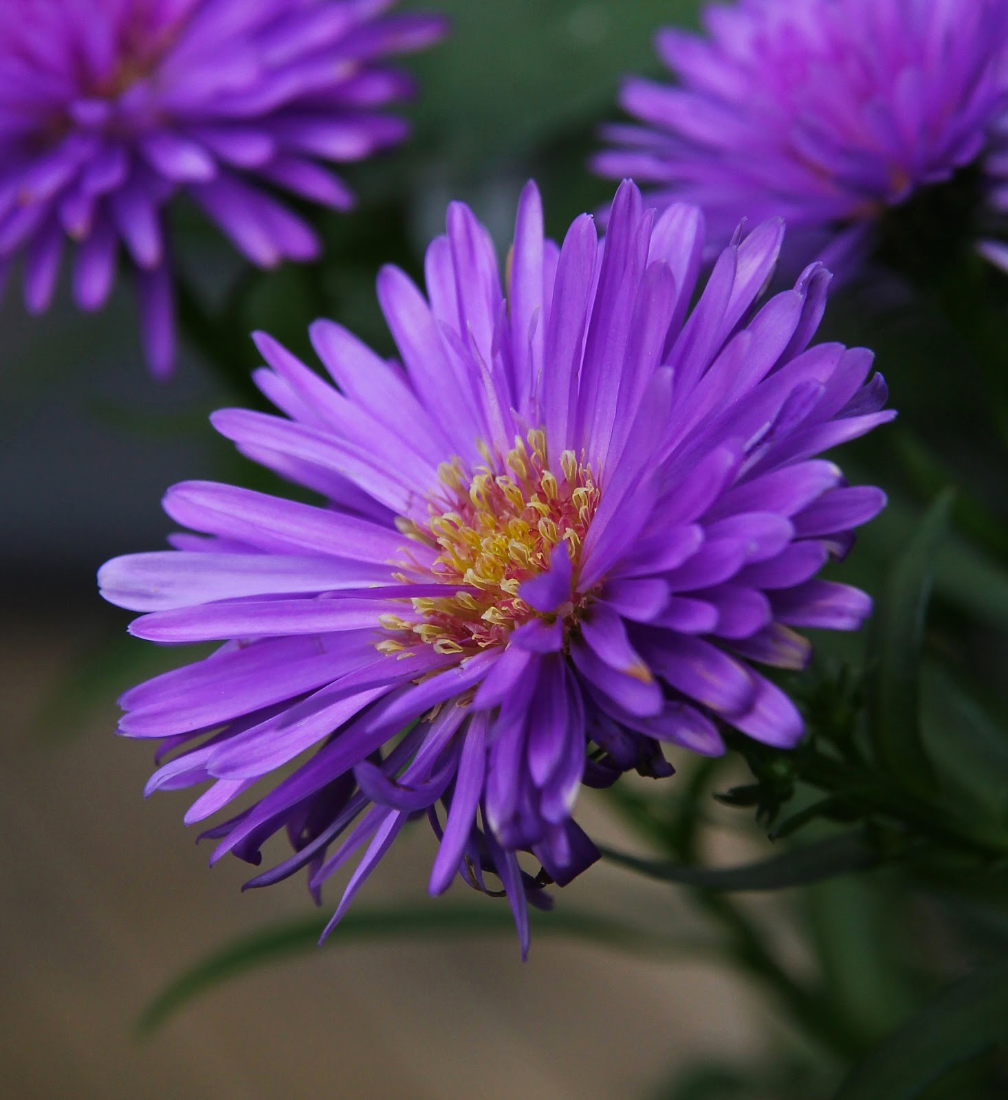 List 92+ Pictures Images Of Aster Flowers Stunning 10/2023