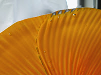 Back of yellow-orange poppy