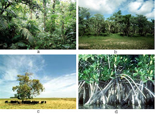 Distribution Flora Diversity in Indonesia