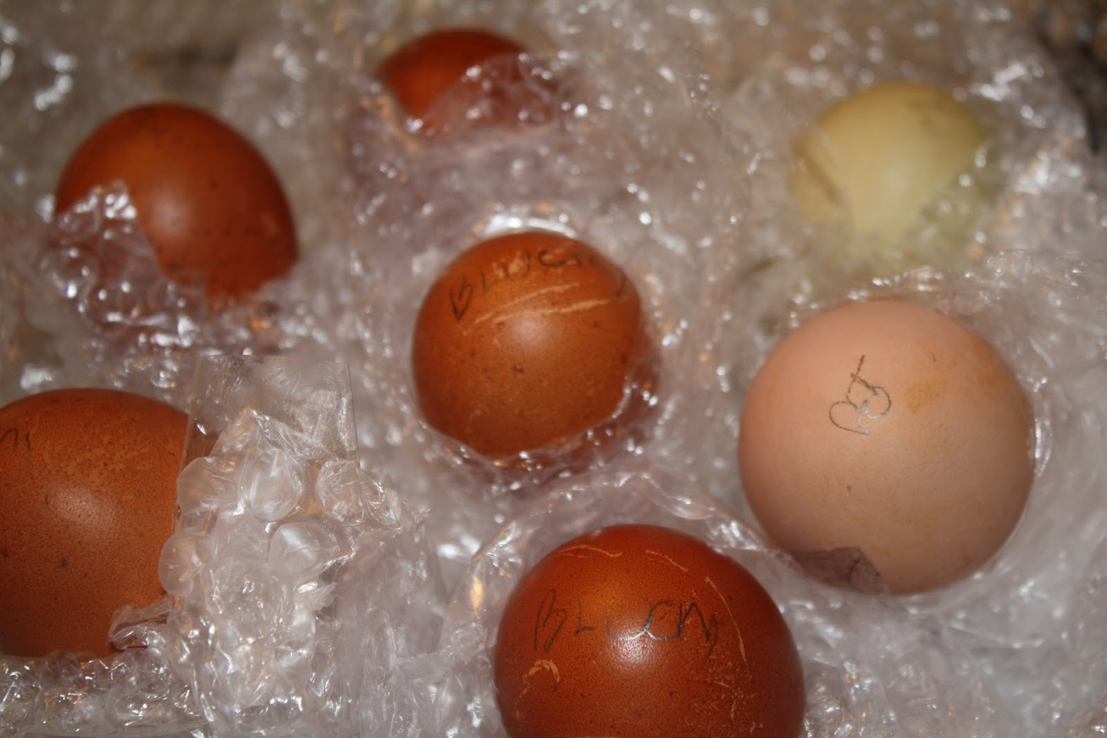 mrs-chappell-s-2nd-grade-blog-days-1-and-2-of-chicken-hatch-project