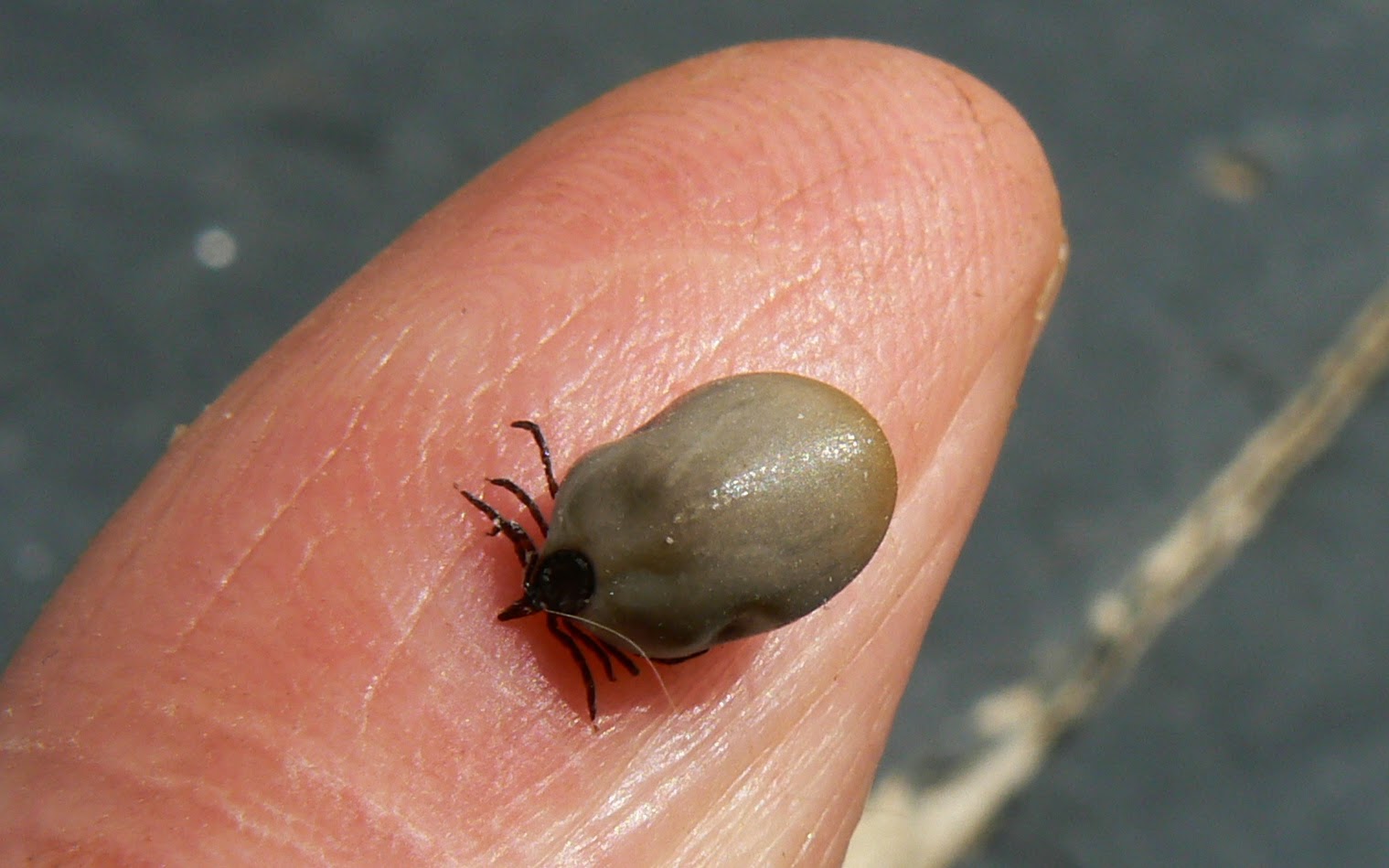 A Kilchoan Diary: A Different Tick?