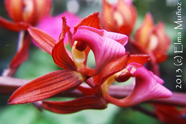 Mormodes wolterianum. Fotos de orquideas