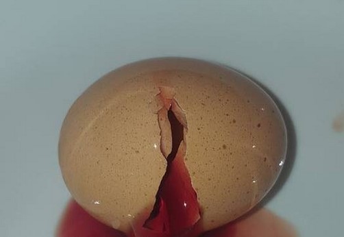 Saat Telur Ayam Ini Dipecah, Sesuatu Yang Mengerikan Keluar Saat Telur Ayam Ini Dipecah, Sesuatu Yang Mengerikan Keluar