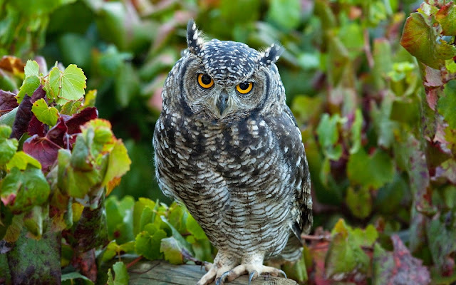 16728-Owls Animal HD Wallpaperz