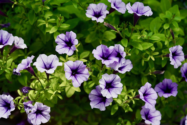 Petunias. Solanáceas