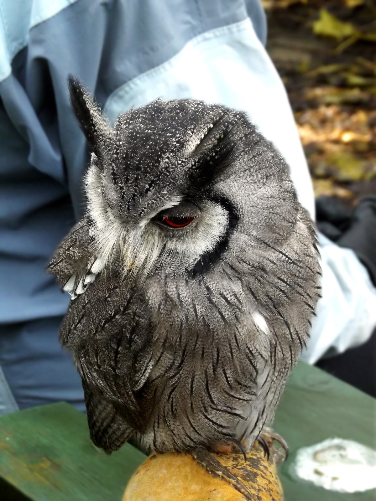 Rutland Falconry & Owl Centre