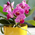 Mini Phalaenopsis sau „Little Lady”