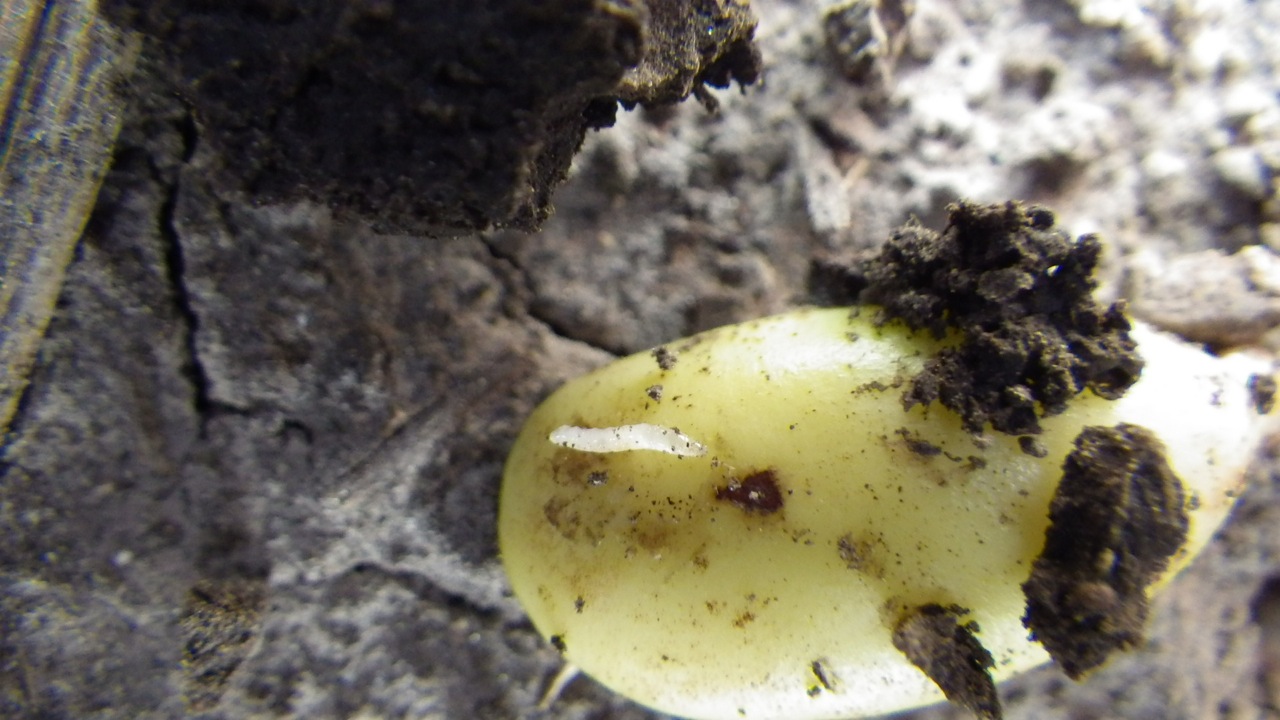 It's a bug's life Seeing maggots in your beans?