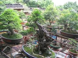 Jenis Pupuk Bagus Untuk Tanaman Bonsai