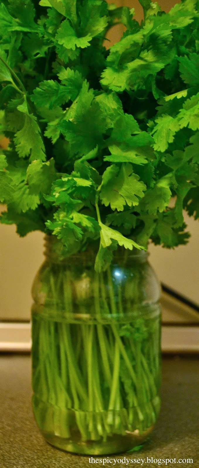How to store Coriander/Cilantro fresh in the fridge for more than 2 weeks!