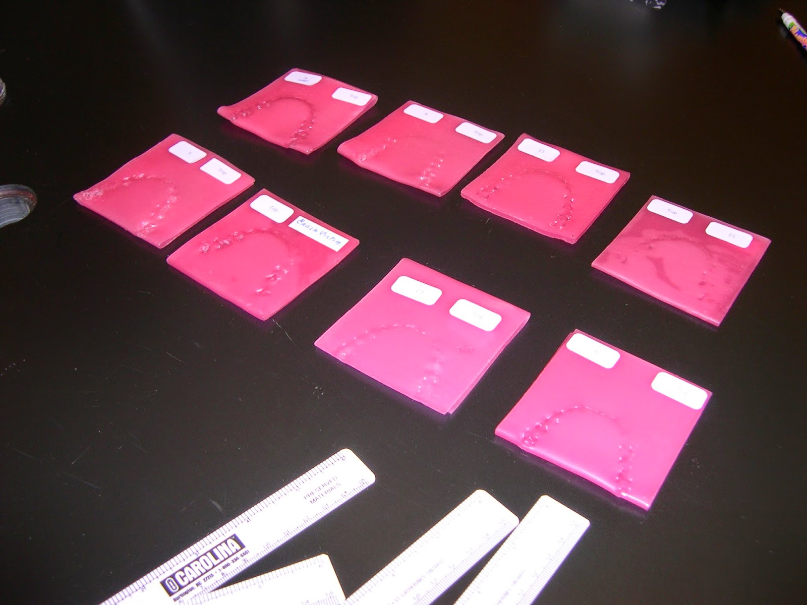 Bronxville HS Forensics Blog Forensic Students Bite Mark Comparison Lab