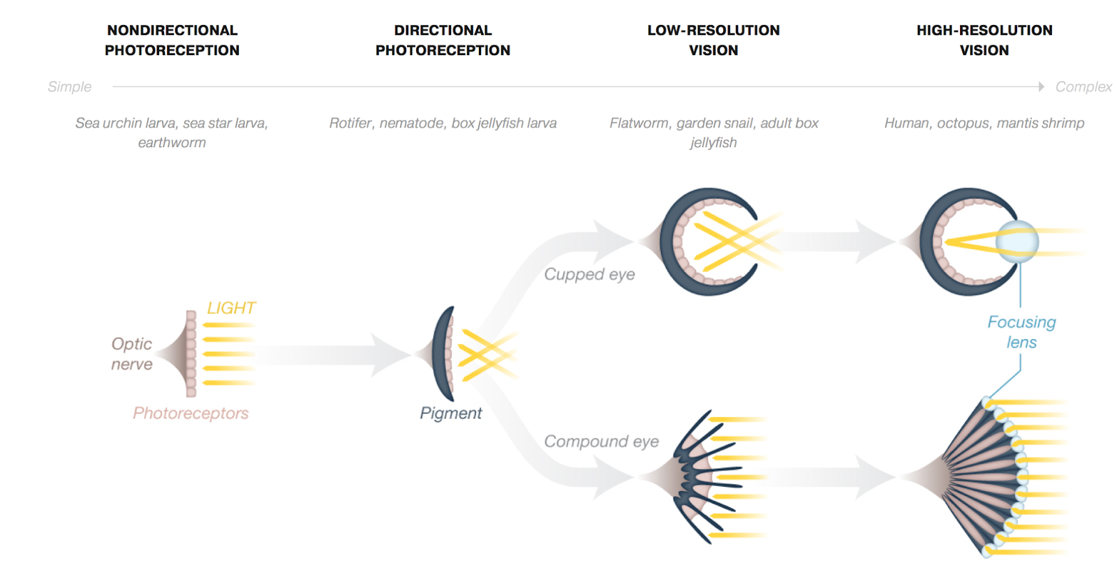 GeekPress: The Evolution Of The Eye