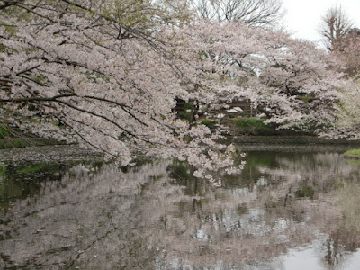  鶴岡八幡宮源氏池の桜