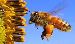 Você sabe o que são as corbículas de uma abelha?