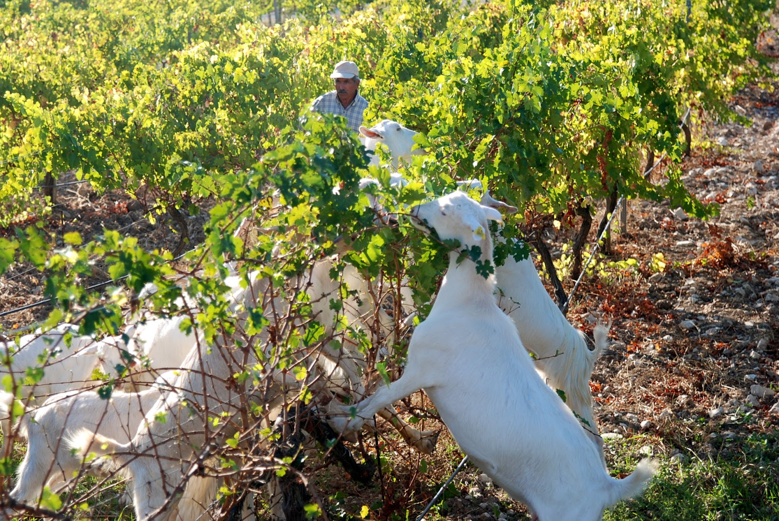 BacktoBodrum Goats in the Grape Vines