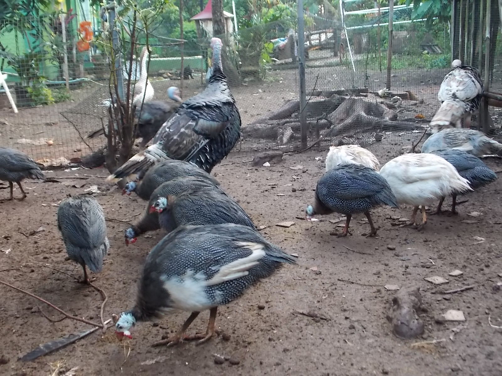 Mudahnya Beternak Ayam Mutiara