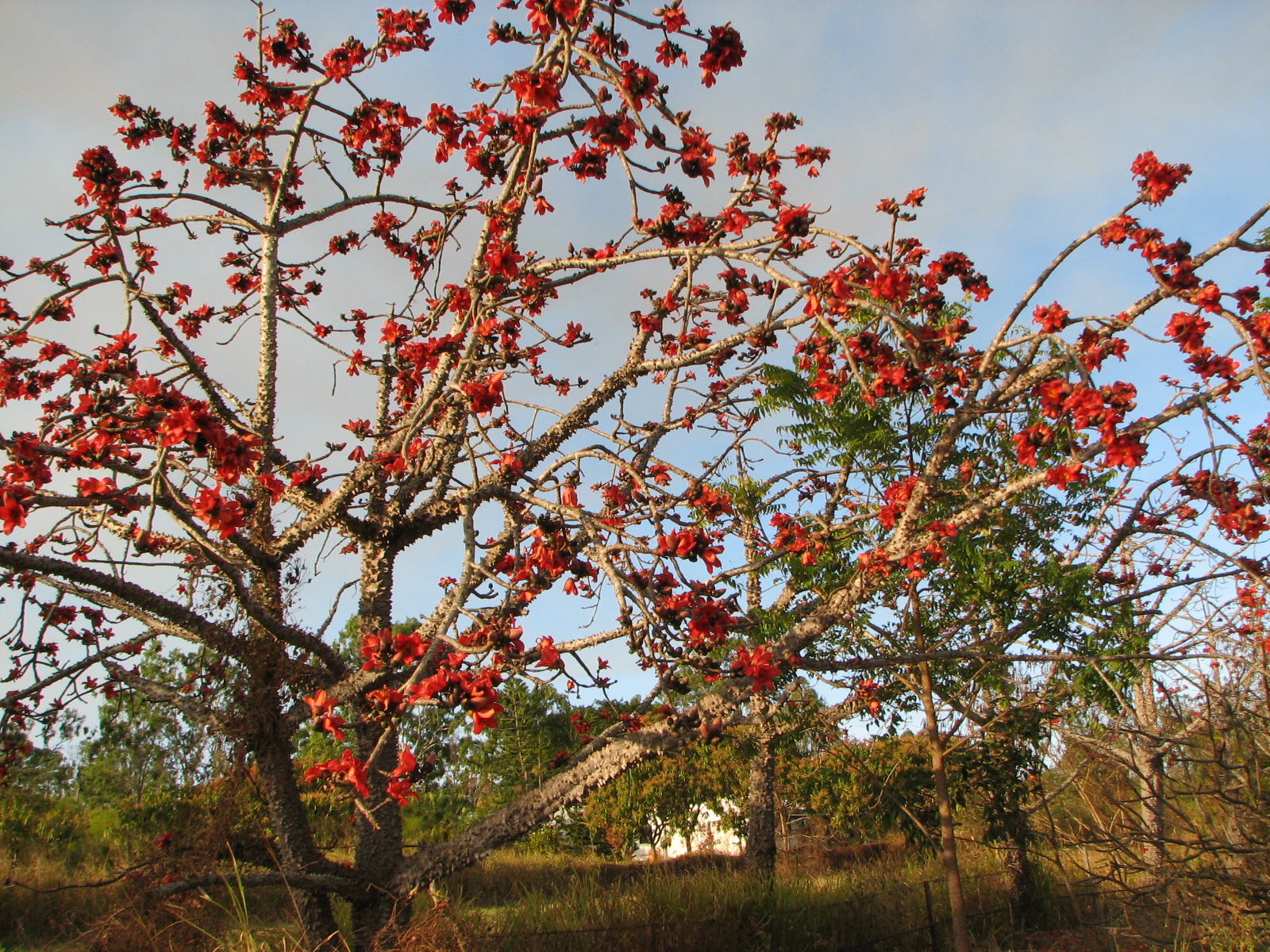 My Dry Tropics Garden Wordless Wednesday Silk Cotton Tree