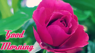 good morning good morning