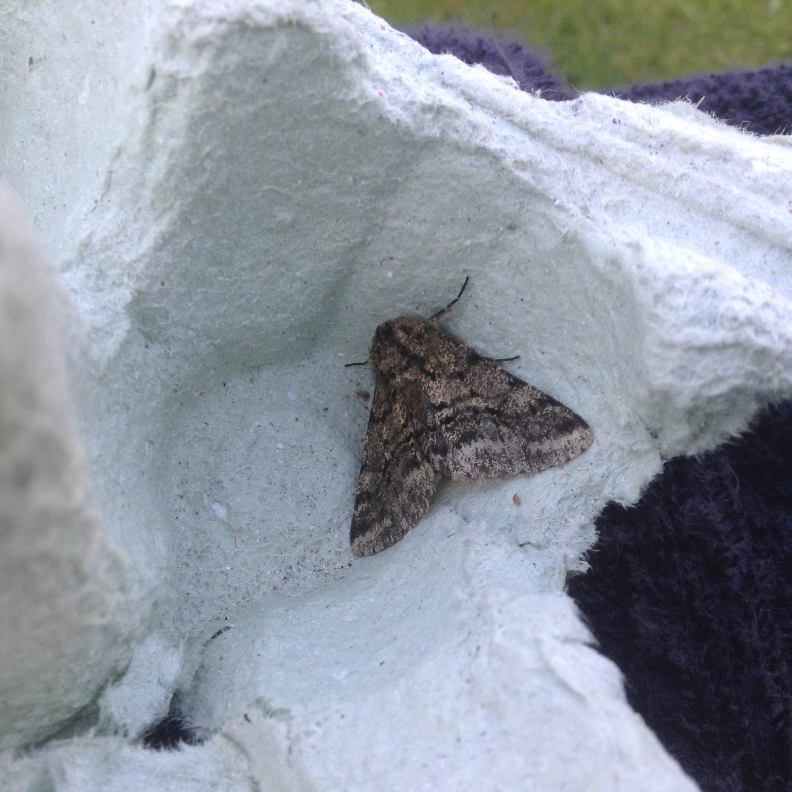 Martin's Moths Shivery nights; fur coats helpful