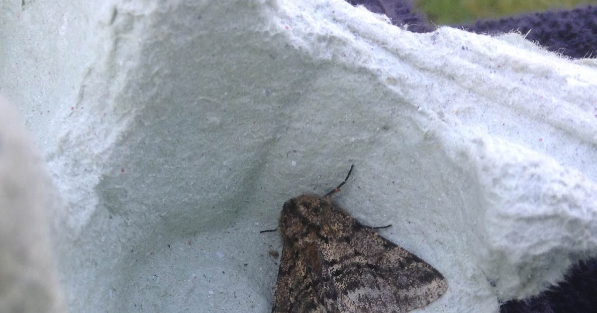 Martin's Moths Shivery nights; fur coats helpful