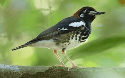 Daftar Harga Burung Anis Kembang Terbaru Dikala Ini